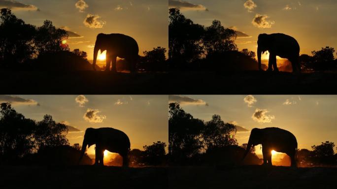日落时森林里的亚洲象