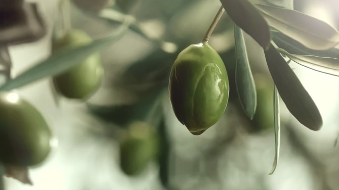 橄榄树，橄榄油滴下