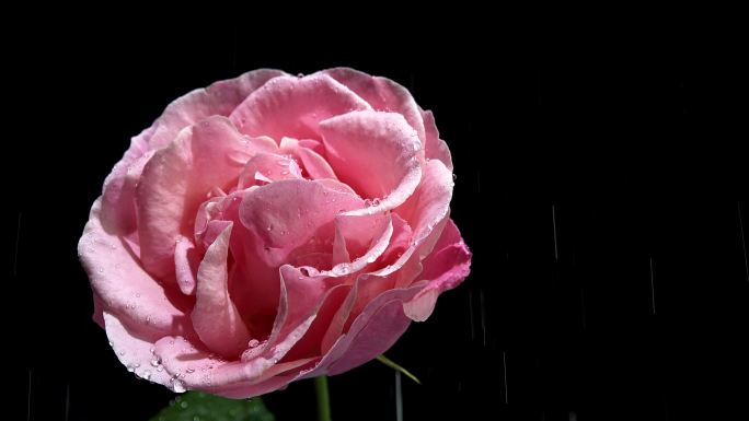 雨中旋转的玫瑰花