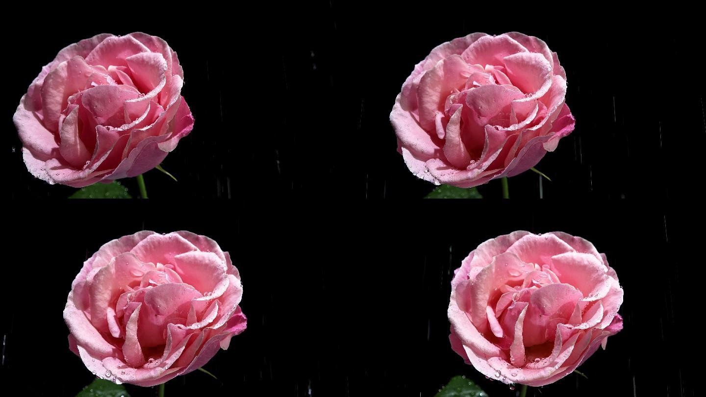 雨中旋转的玫瑰花