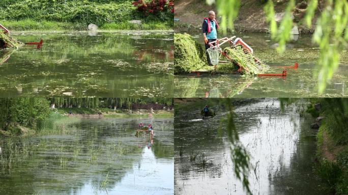 河道清理水草