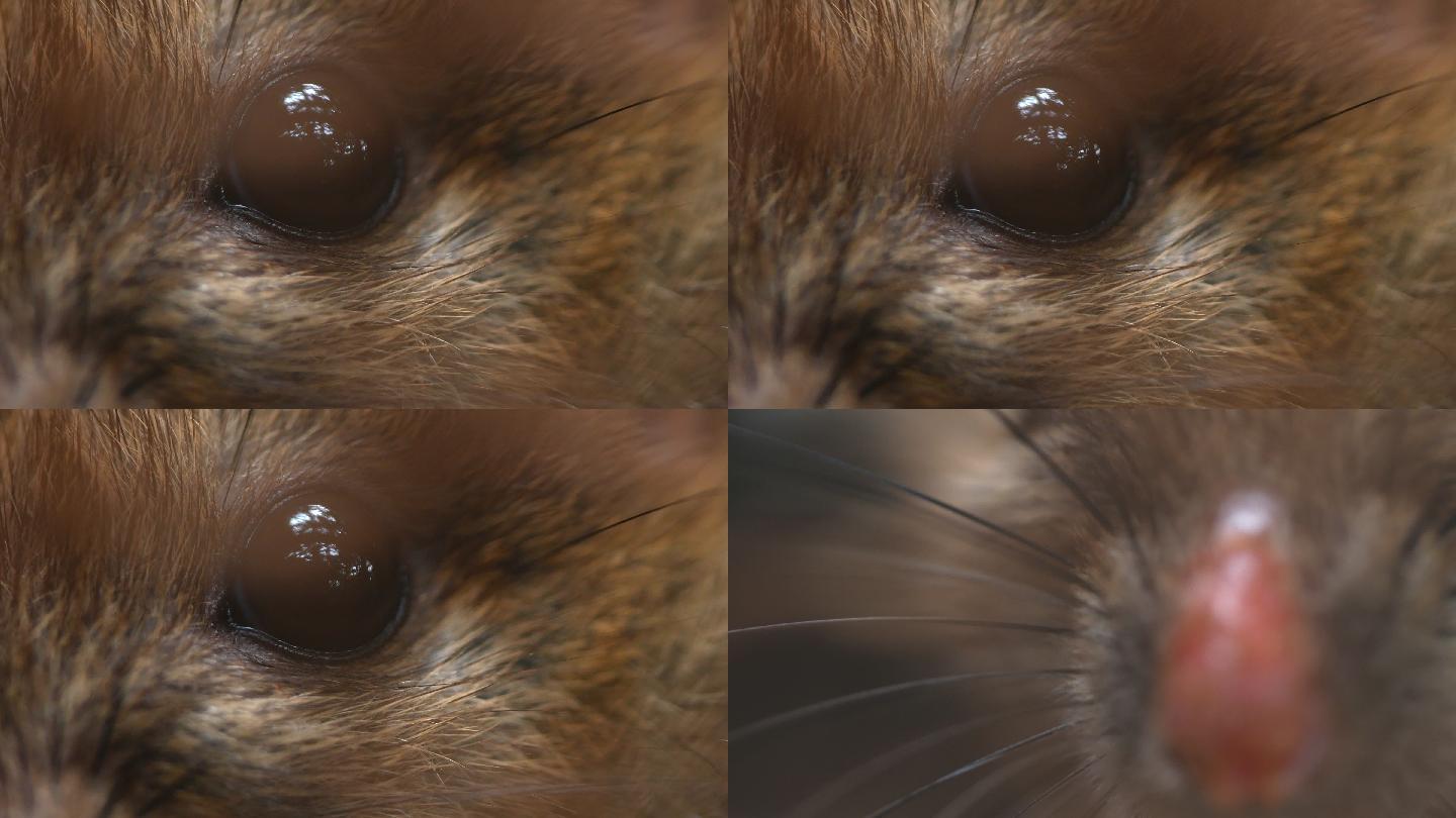 老鼠的眼睛和鼻子特写镜头