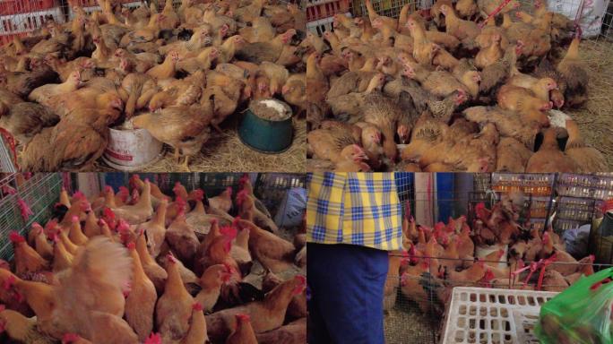 农村农贸市场鸡摊卖鸡买鸡
