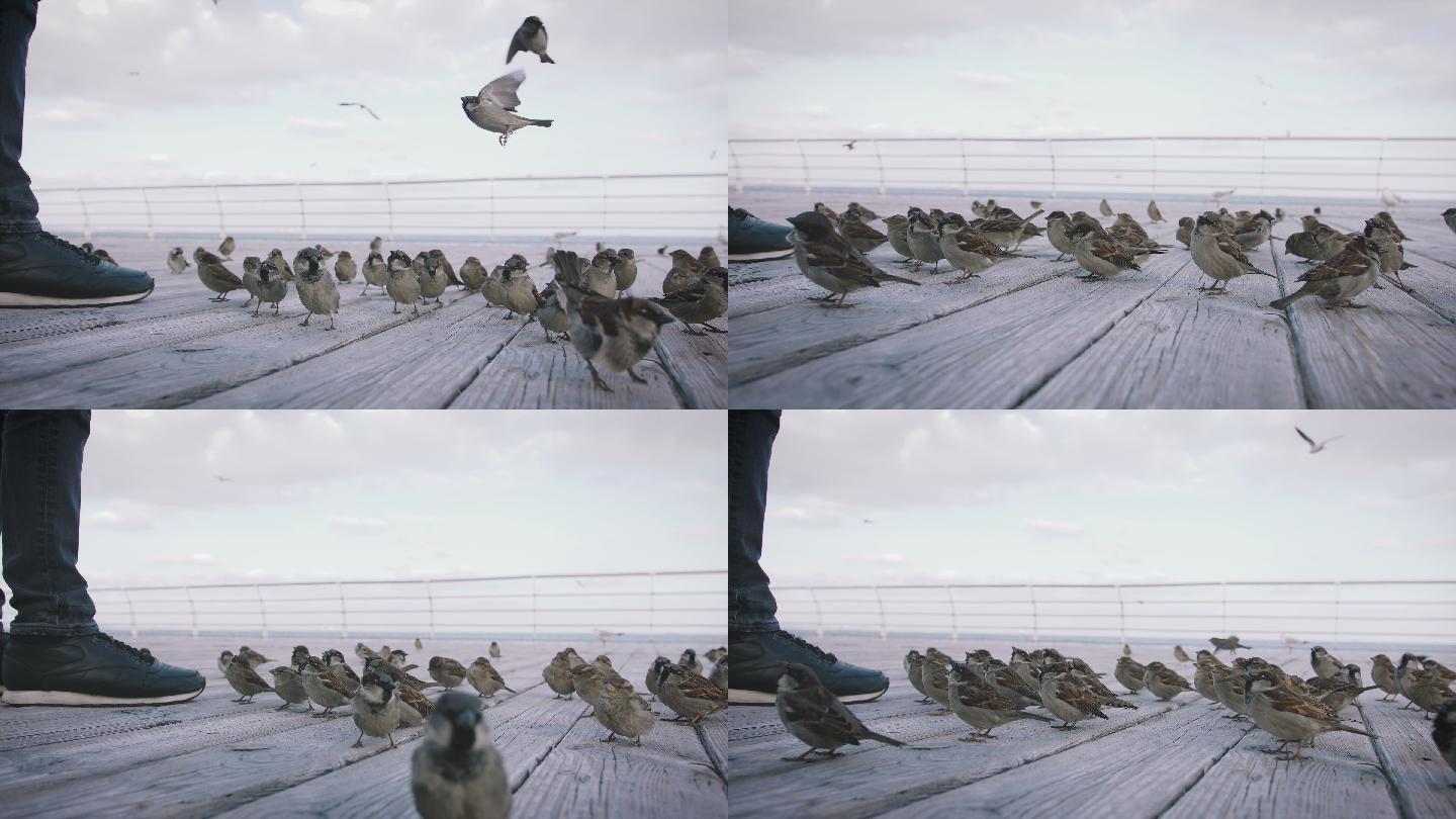 一群麻雀在海边吃面包屑