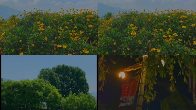 云南春天黄色的野菊花和蓝天绿树