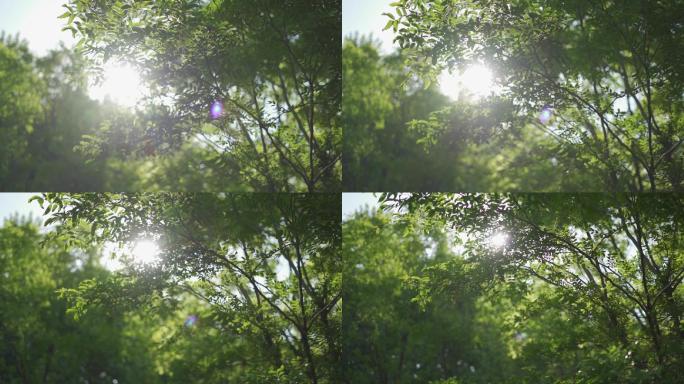 公园绿树HLG2蓝天阳光光斑