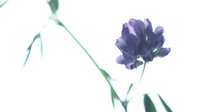 紫花苜蓿牧蓿光风草连枝草中草药牧草之王