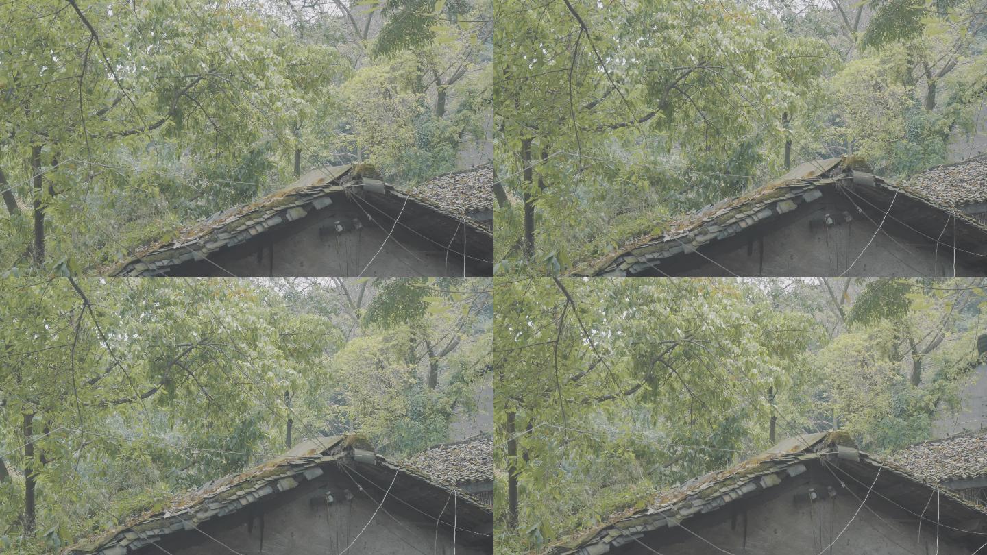 落叶掉落在老屋的房顶
