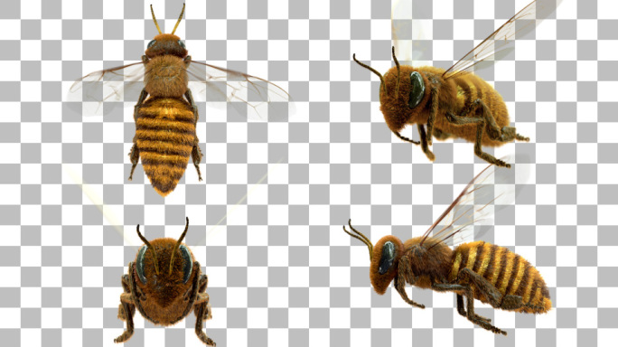 蜜蜂4角度4K