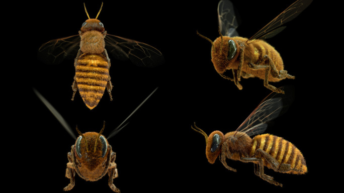 蜜蜂4角度4K