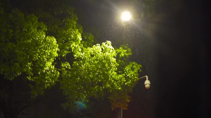 校园雨中路灯树枝监控摄像头