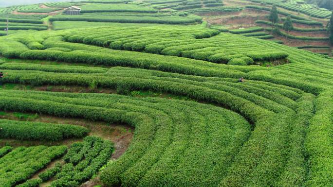 航拍福建福鼎茶山茶园白茶