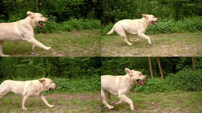 拉布拉多猎犬沿着森林奔跑