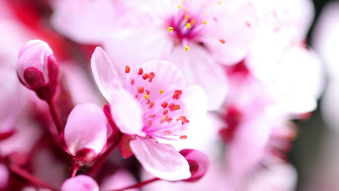粉红樱花盛开延时花瓣花蕊花芯鲜花怒放盛开