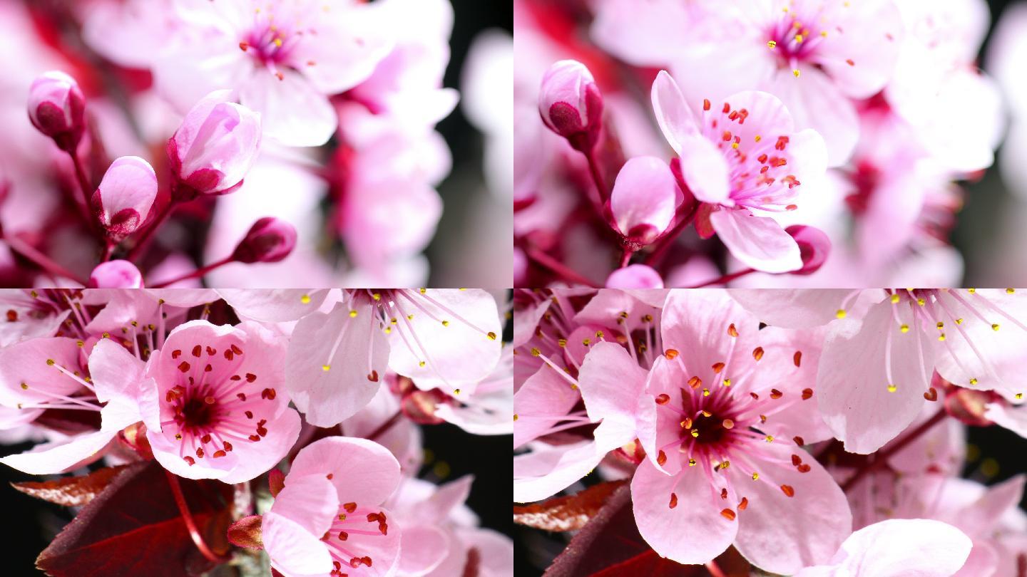 粉红樱花盛开延时花瓣花蕊花芯鲜花怒放盛开