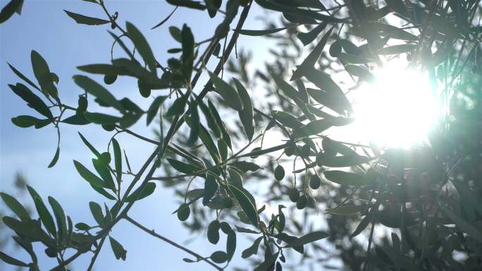 阳光明媚的夏天橄榄树上的橄榄