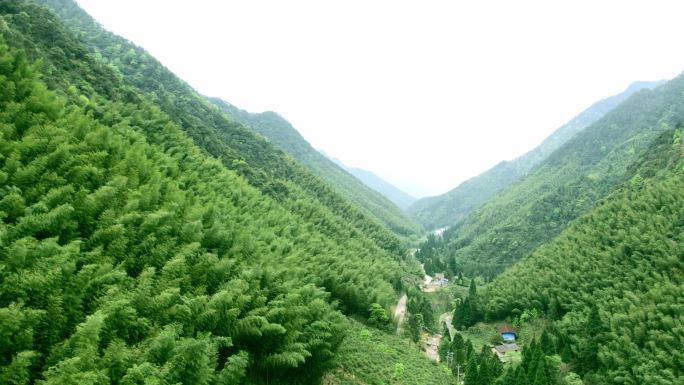 武夷山桐木关红茶风景航拍大红袍