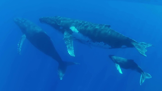 三头鲸游向水面