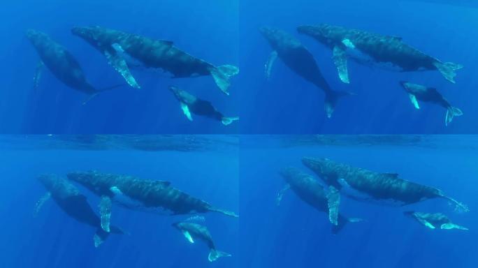 三头鲸游向水面