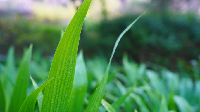 花草露珠