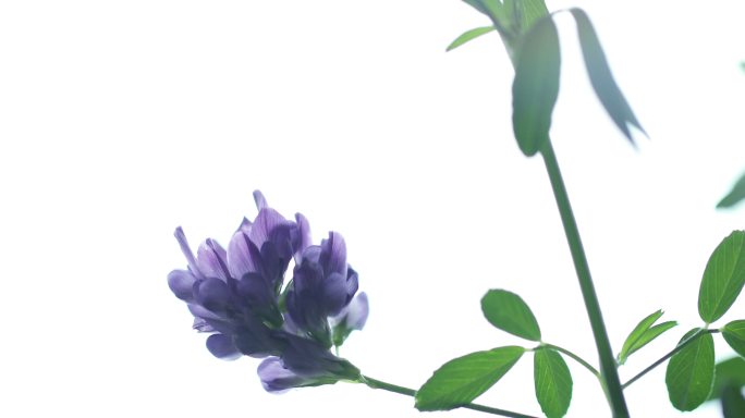 紫花苜蓿特写中医中药牧草之王中草药