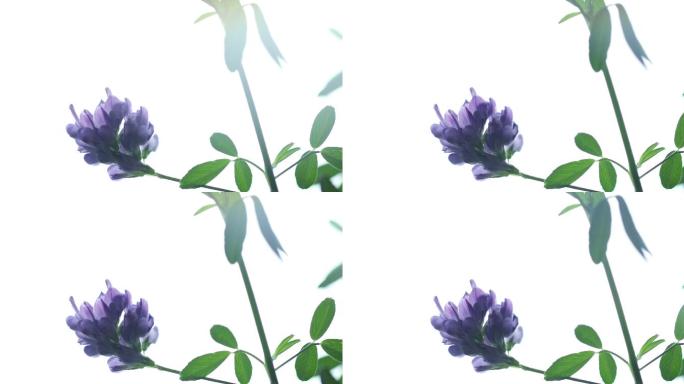 紫花苜蓿特写中医中药牧草之王中草药