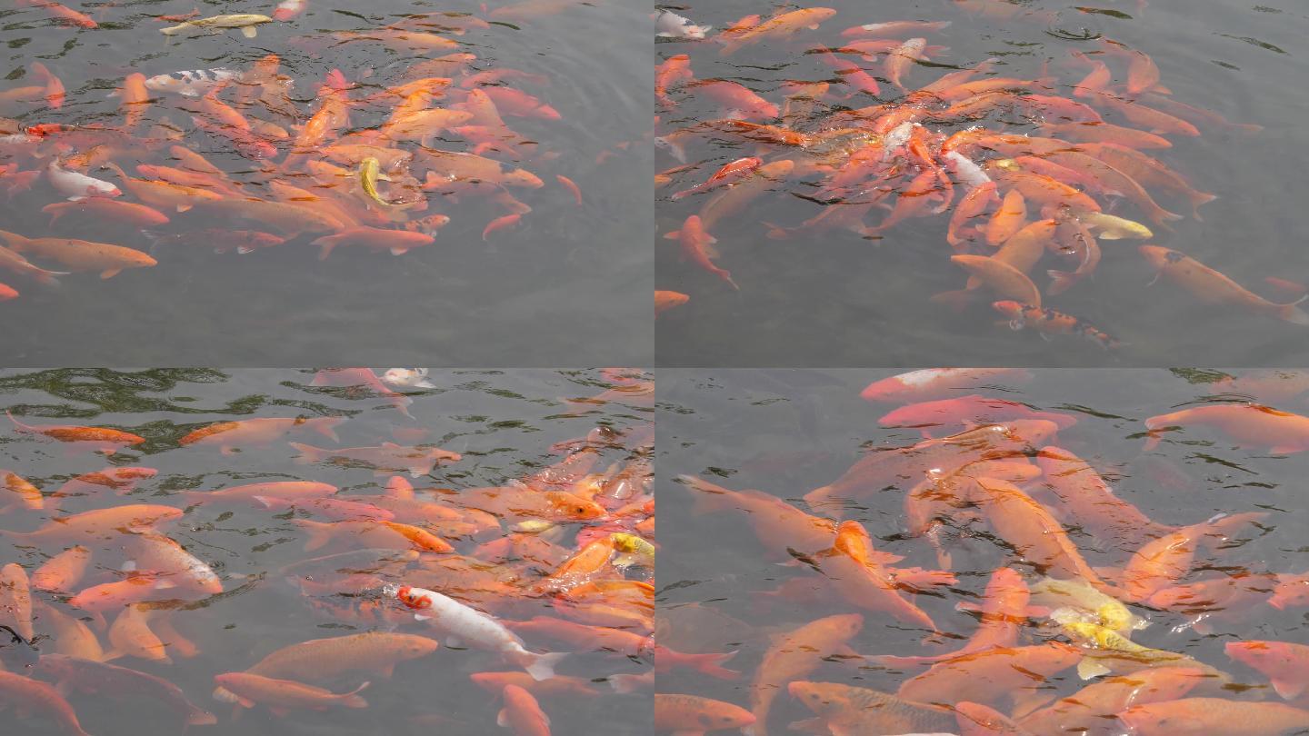 红鲤鱼锦鲤抢食实拍视频素材4K