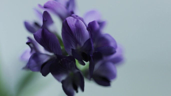 紫色的苜蓿花