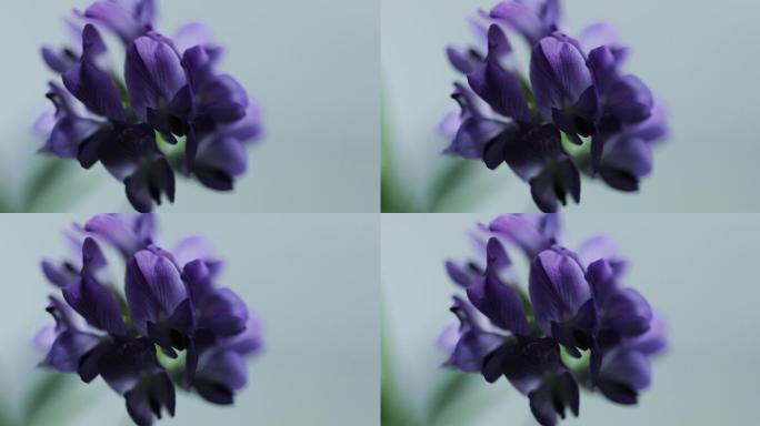 紫色的苜蓿花