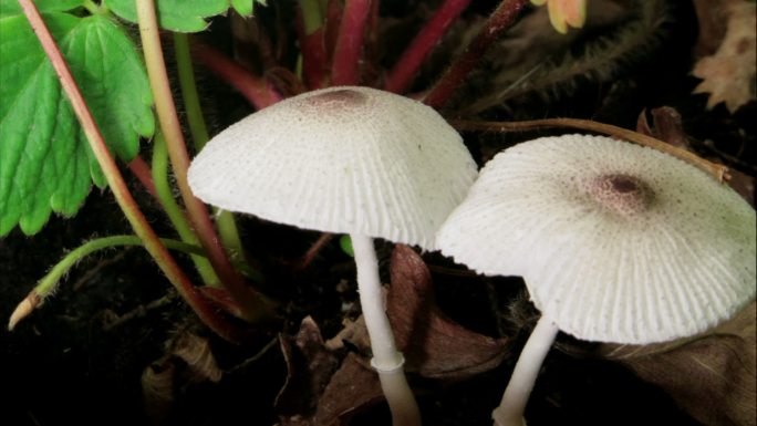 白蘑菇菌菇野生大自然延时过程长大菌类香菇