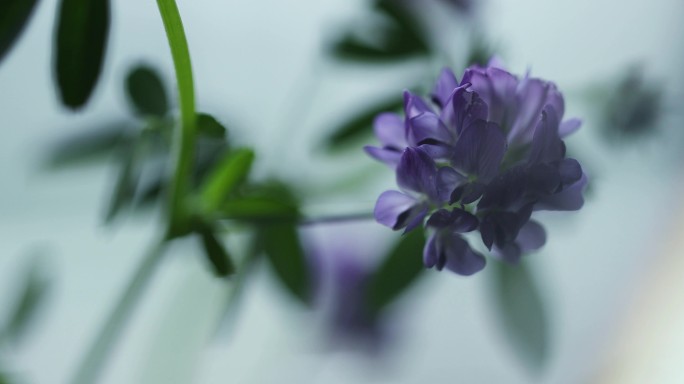 紫花苜蓿植物中草药本草纲目中药学