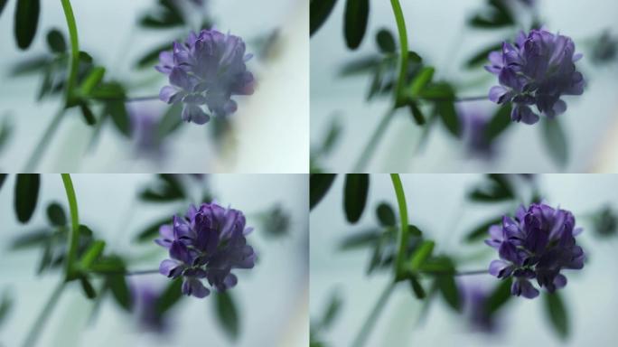紫花苜蓿植物中草药本草纲目中药学