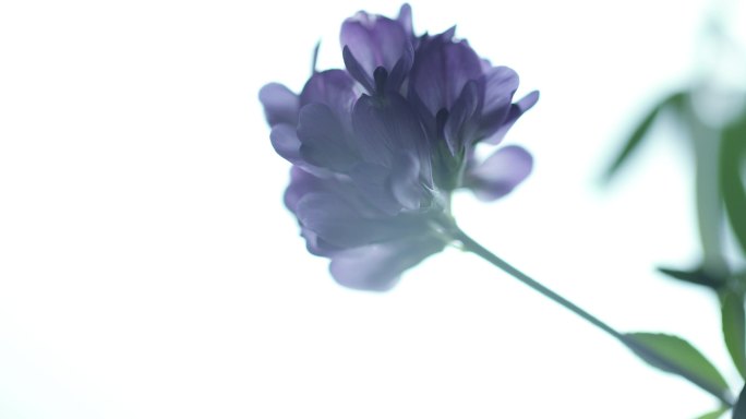 紫花苜蓿中药材中草药植物牧草之王