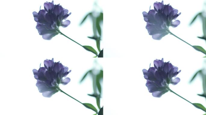 紫花苜蓿中药材中草药植物牧草之王