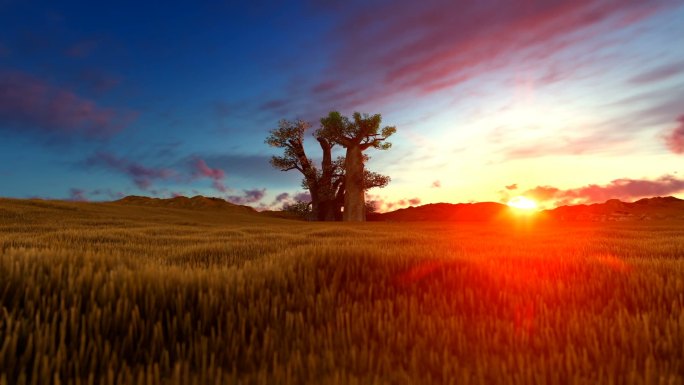 日落时的猴面包树，草地