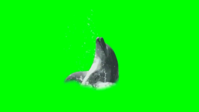 海豚浮出水面-带透明通道