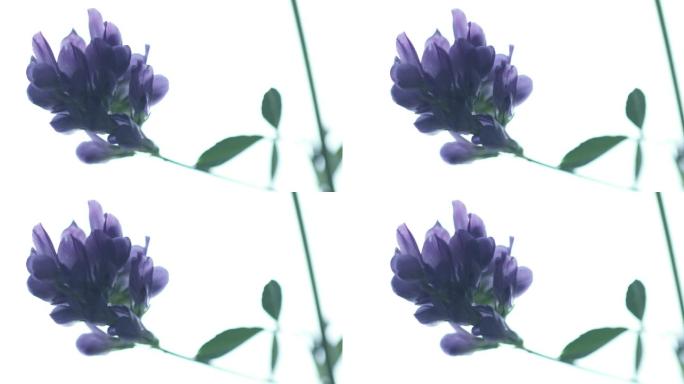 紫花苜蓿饲料牧草植物中草药本草纲目中药学