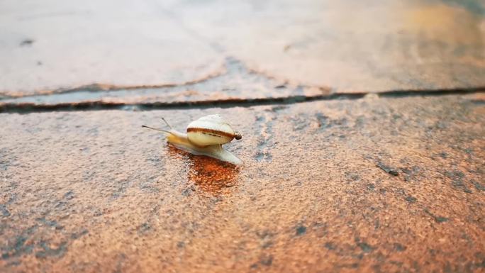 雨后蜗牛