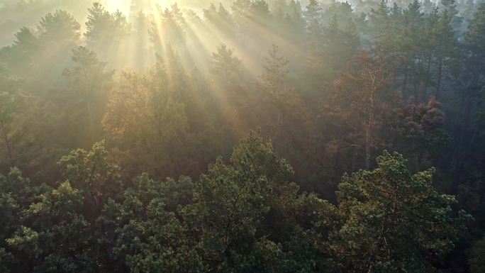 早晨一片雾蒙蒙的松林