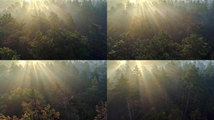 早晨一片雾蒙蒙的松林