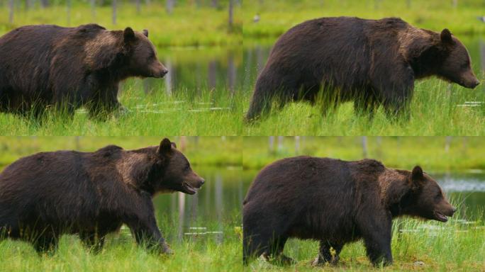 成年棕熊在森林里自由行走和奔跑