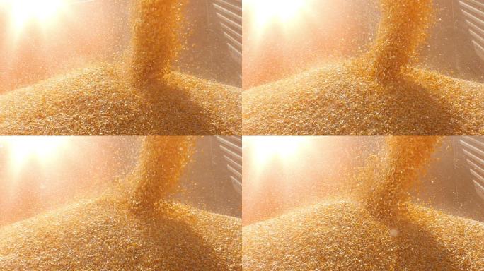 收割玉米水稻谷农业丰收稻田小麦粮食耕种