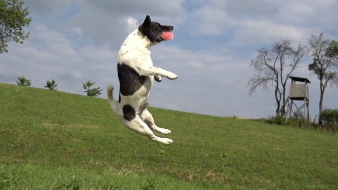 狗狗跳跃起在空中接球