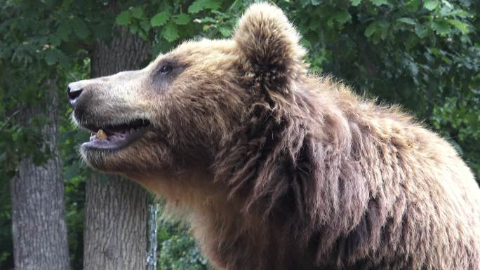 棕熊野生动物世界熊国家保护动物大自然