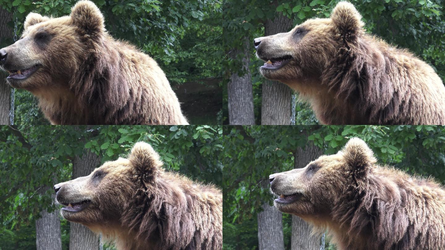 棕熊野生动物世界熊国家保护动物大自然