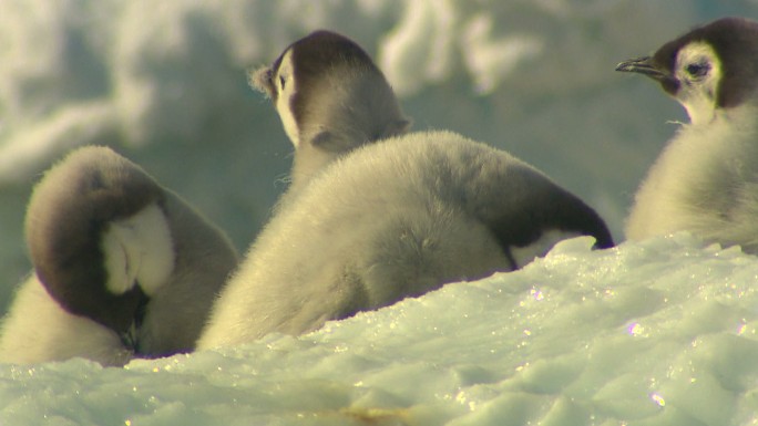 南极洲-帝企鹅