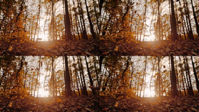 超级慢镜头秋叶飘落在地面上