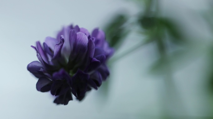 紫花苜蓿牧草之王植物