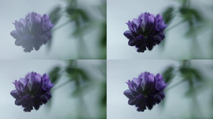 紫花苜蓿牧草之王植物