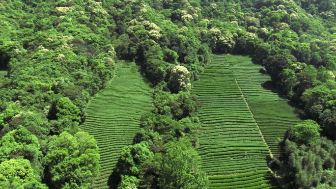 武夷山茶山茶园岩茶大红袍水仙肉桂